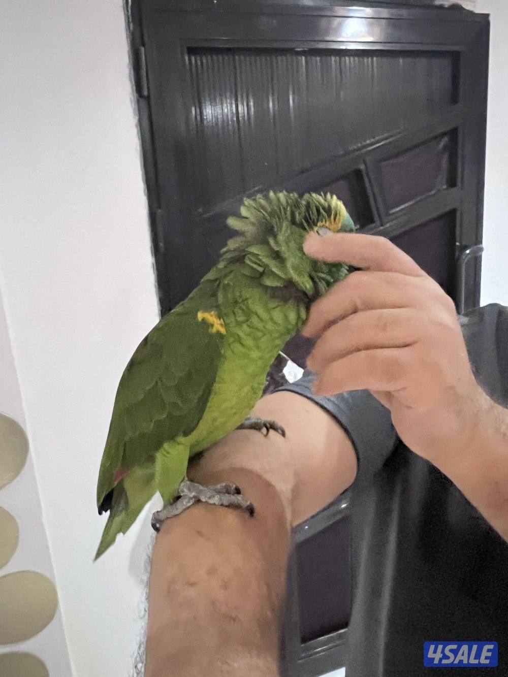 للبيع امازون بلوفنتد حجم جامبو جناح كامل محيل العمر تقريبن سنتين ربوه1