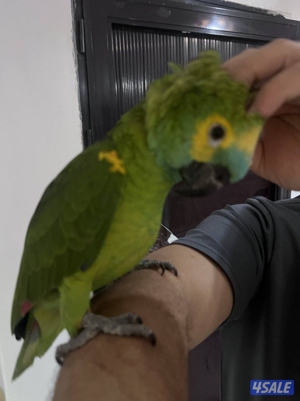 للبيع امازون بلوفنتد حجم جامبو جناح كامل محيل العمر تقريبن سنتين ربوه3