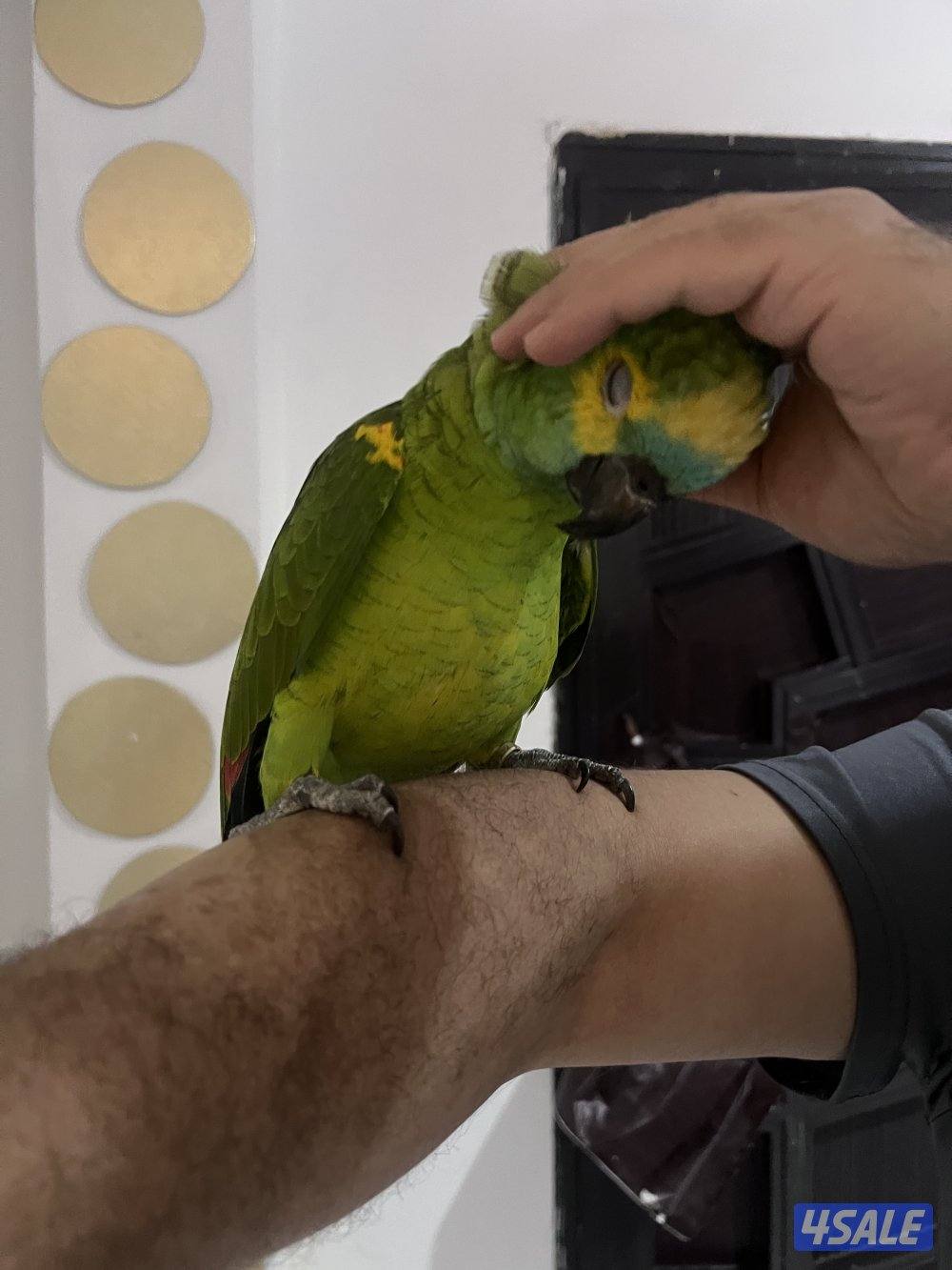 للبيع امازون بلوفنتد حجم جامبو جناح كامل محيل العمر تقريبن سنتين ربوه4