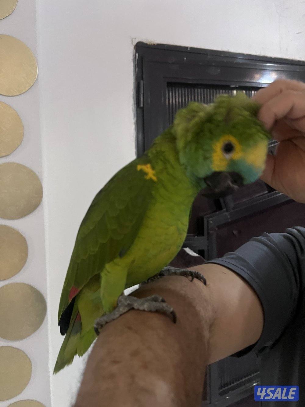 للبيع امازون بلوفنتد حجم جامبو جناح كامل محيل العمر تقريبن سنتين ربوه5