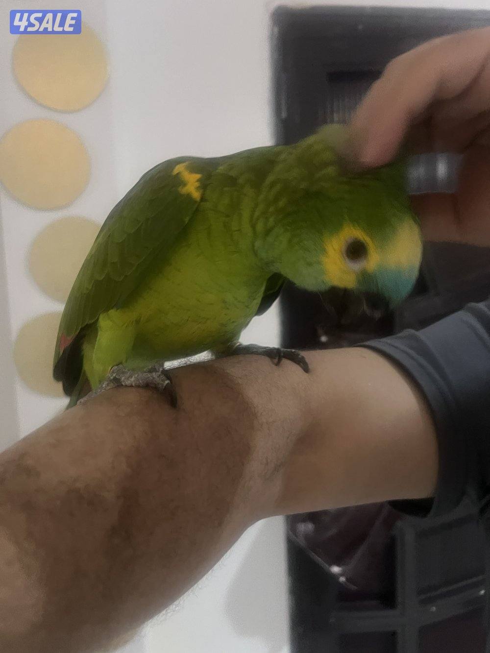 للبيع امازون بلوفنتد حجم جامبو جناح كامل محيل العمر تقريبن سنتين ربوه8