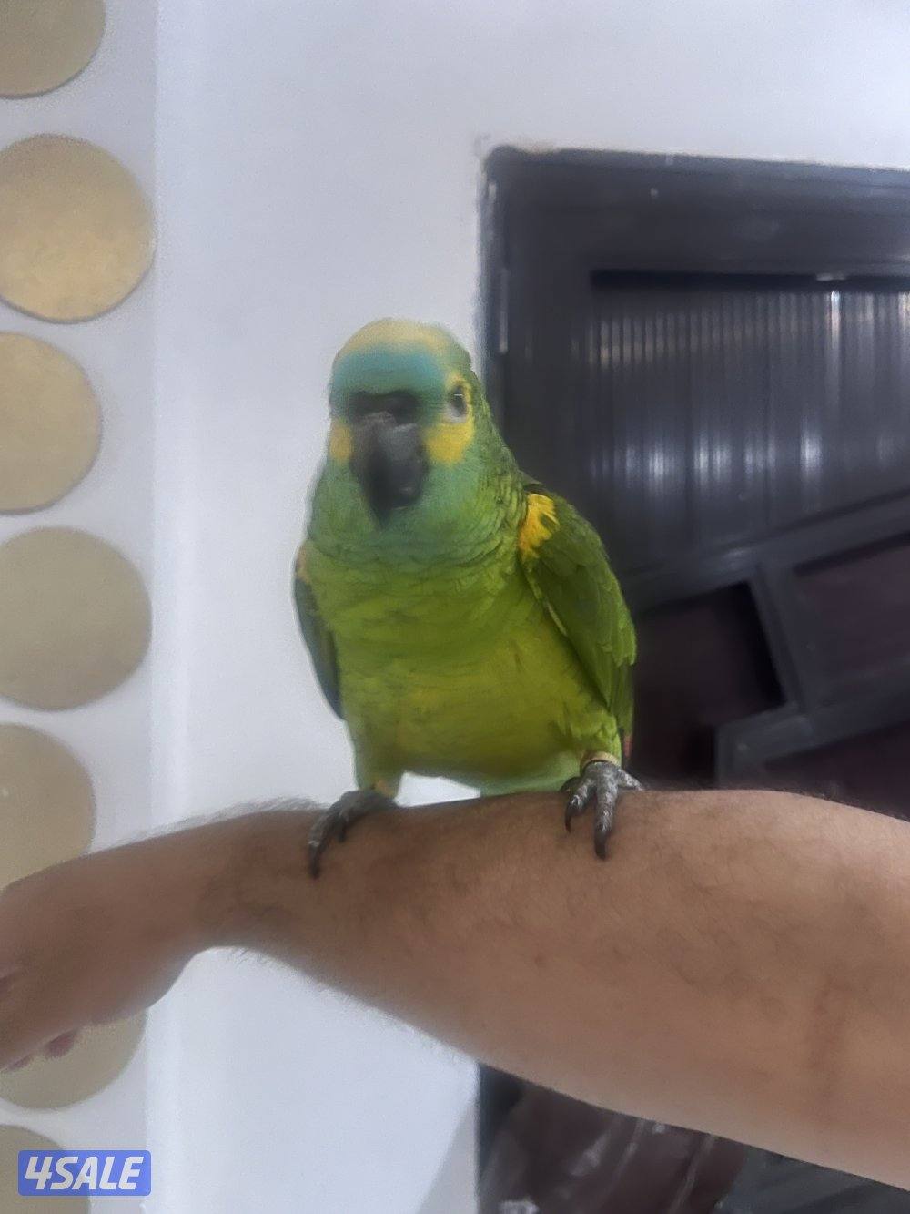 للبيع امازون بلوفنتد حجم جامبو جناح كامل محيل العمر تقريبن سنتين ربوه9