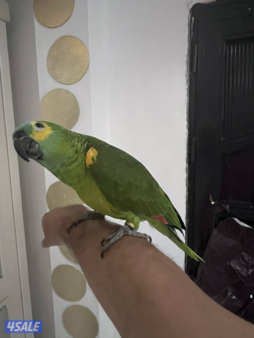 للبيع امازون بلوفنتد حجم جامبو جناح كامل محيل العمر تقريبن سنتين ربوه11