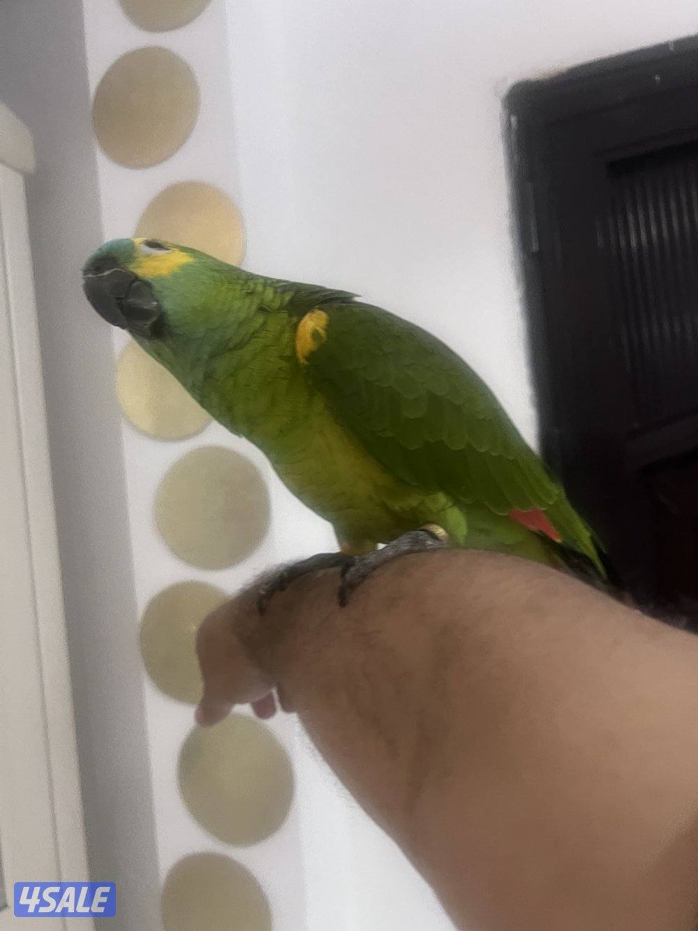 للبيع امازون بلوفنتد حجم جامبو جناح كامل محيل العمر تقريبن سنتين ربوه12