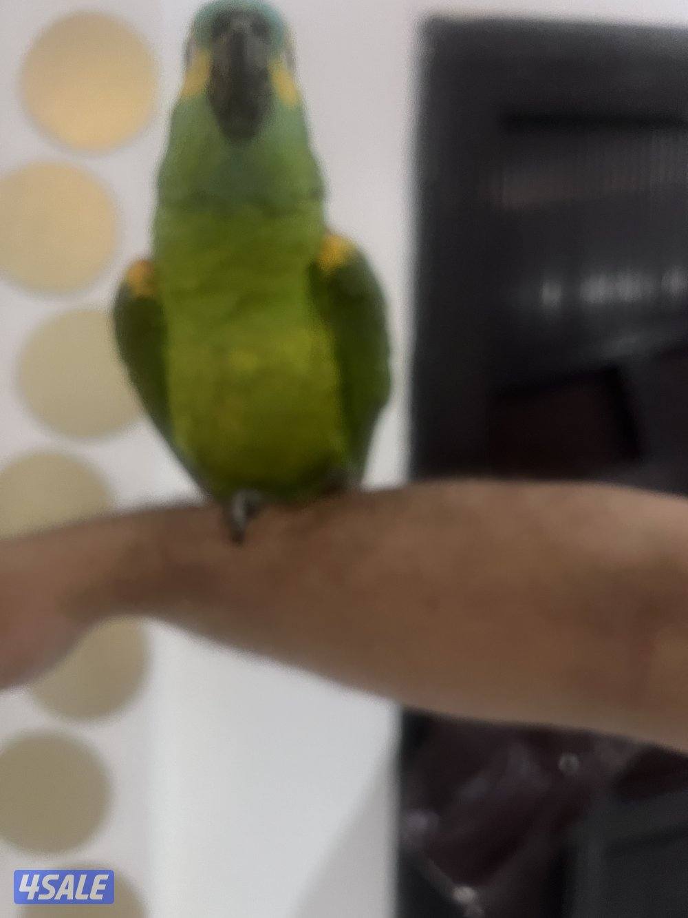 للبيع امازون بلوفنتد حجم جامبو جناح كامل محيل العمر تقريبن سنتين ربوه13