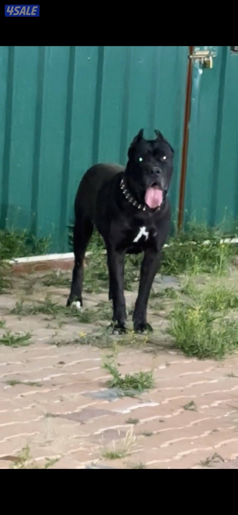 جراوه كن كورس0