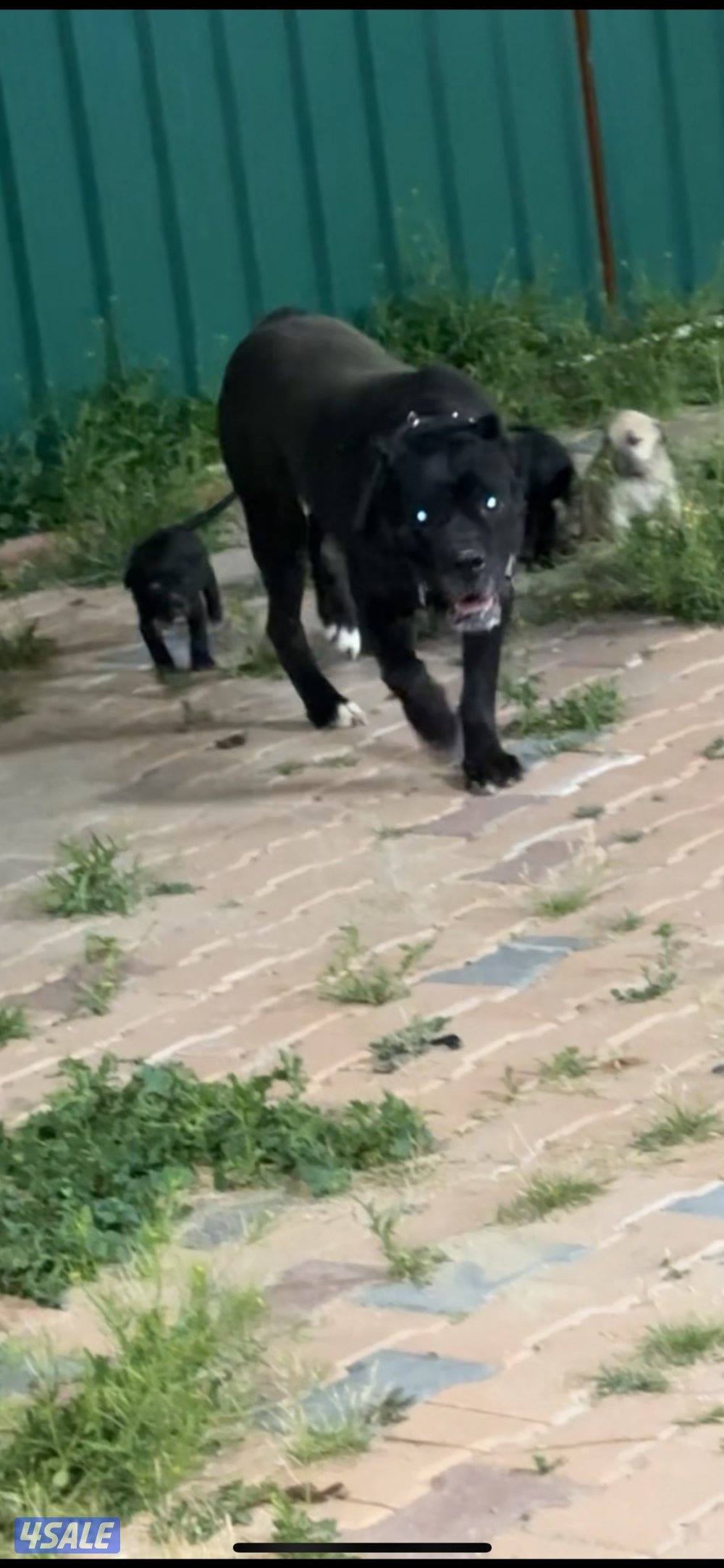 جراوه كن كورس1