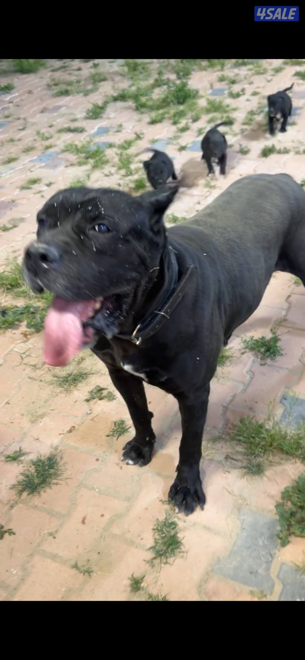 جراوه كن كورس2