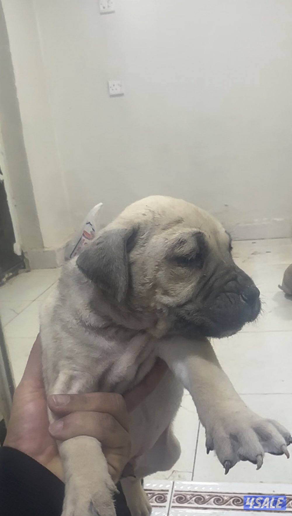 جراوه كن كورس6