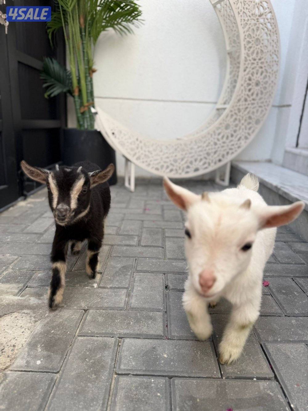 للبيع بلجيكيات العمر ٣شهور ذكر وأنثى، التواصل على الواتساب0