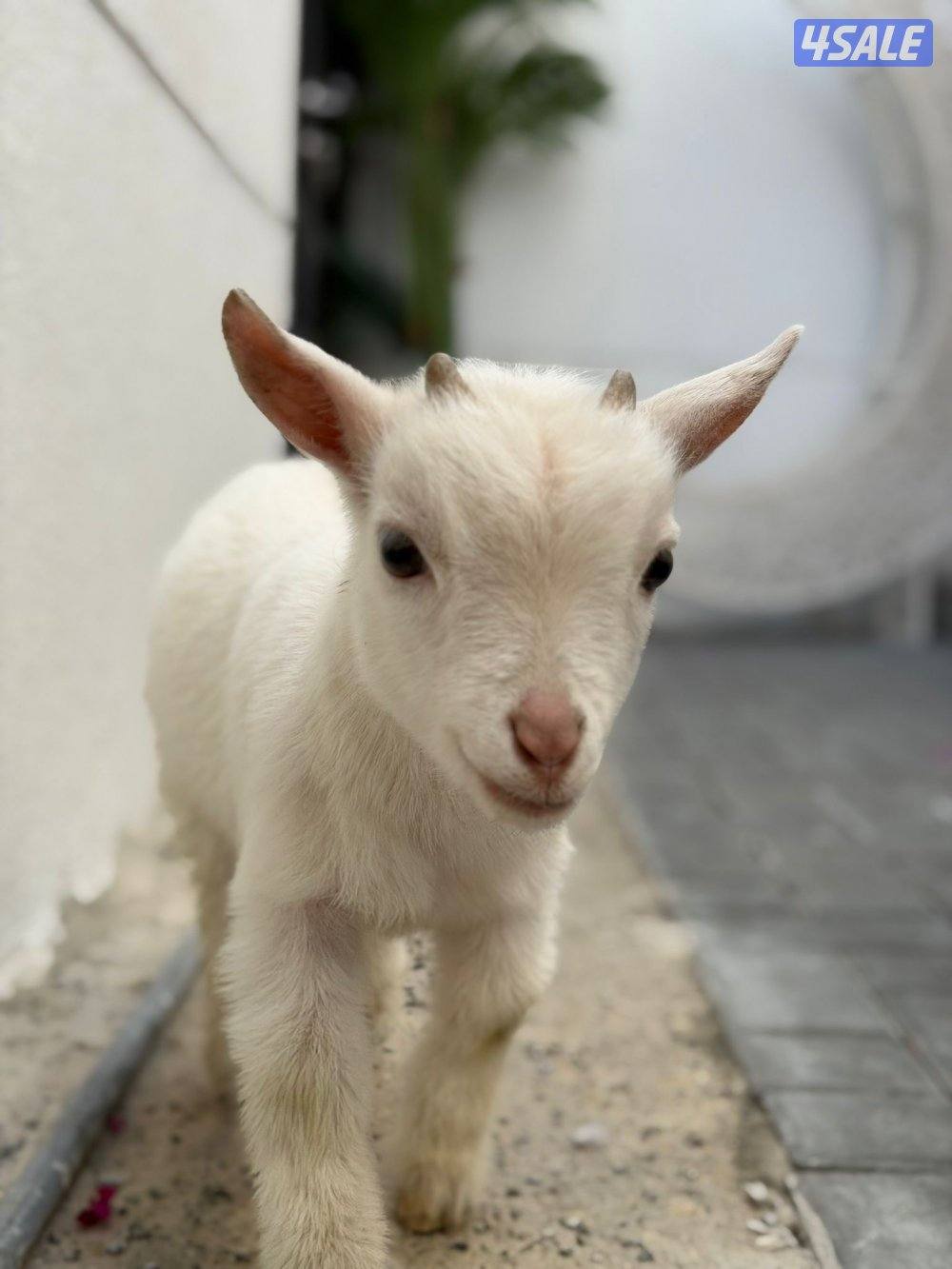 للبيع بلجيكيات العمر ٣شهور ذكر وأنثى، التواصل على الواتساب1