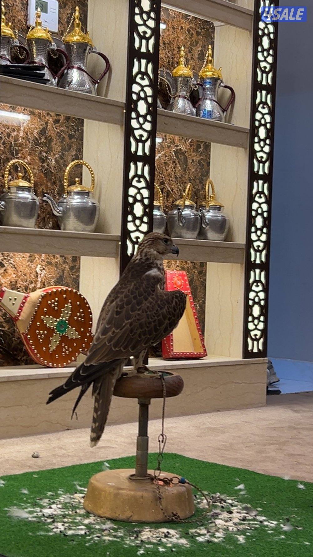 طير حر من حر شامي مقاس ١٦ ب١٦  طير طيبه ومافيه صيحه خفيفه على العلف0