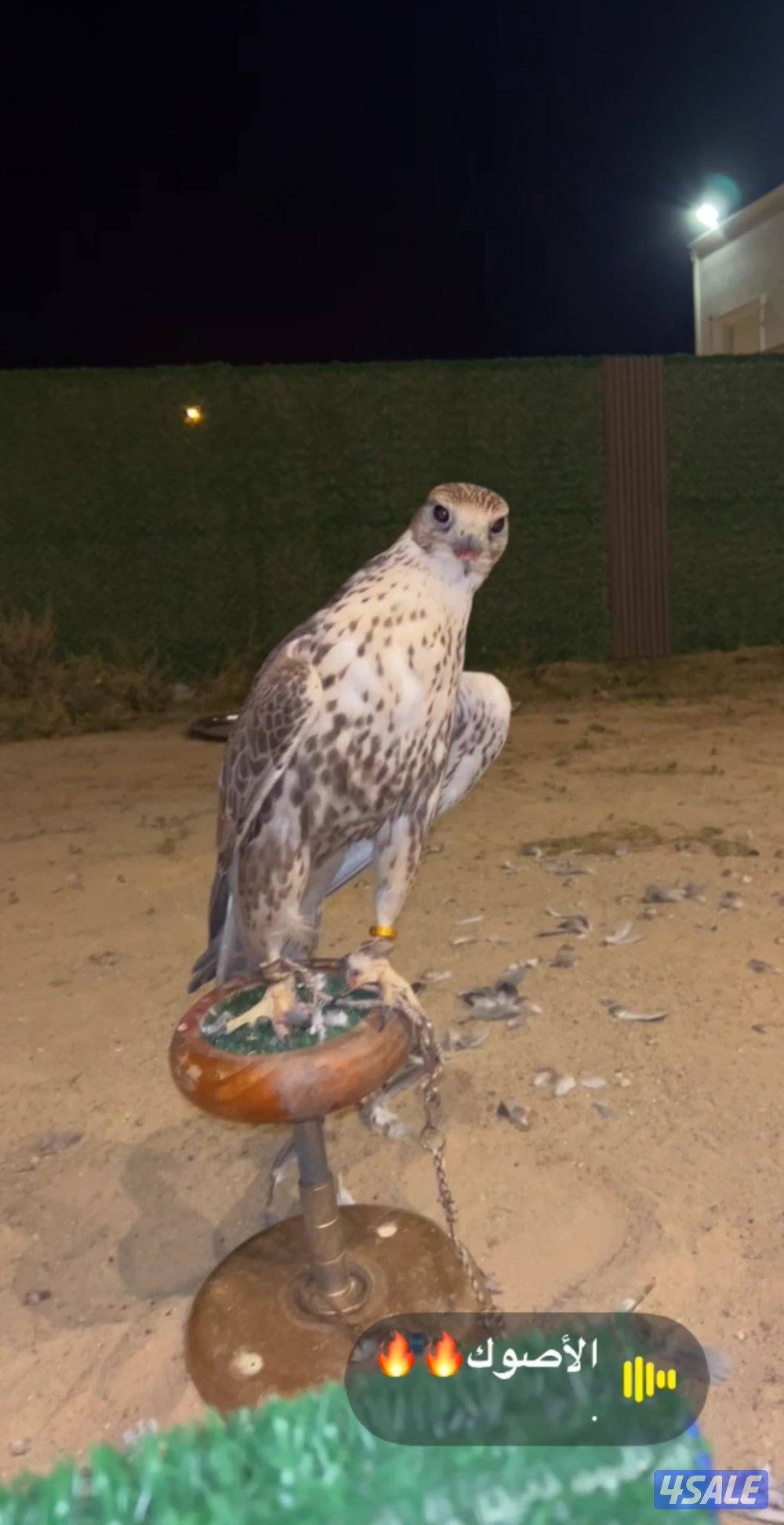 طير حر من حر شامي مقاس ١٦ ب١٦  طير طيبه ومافيه صيحه خفيفه على العلف1