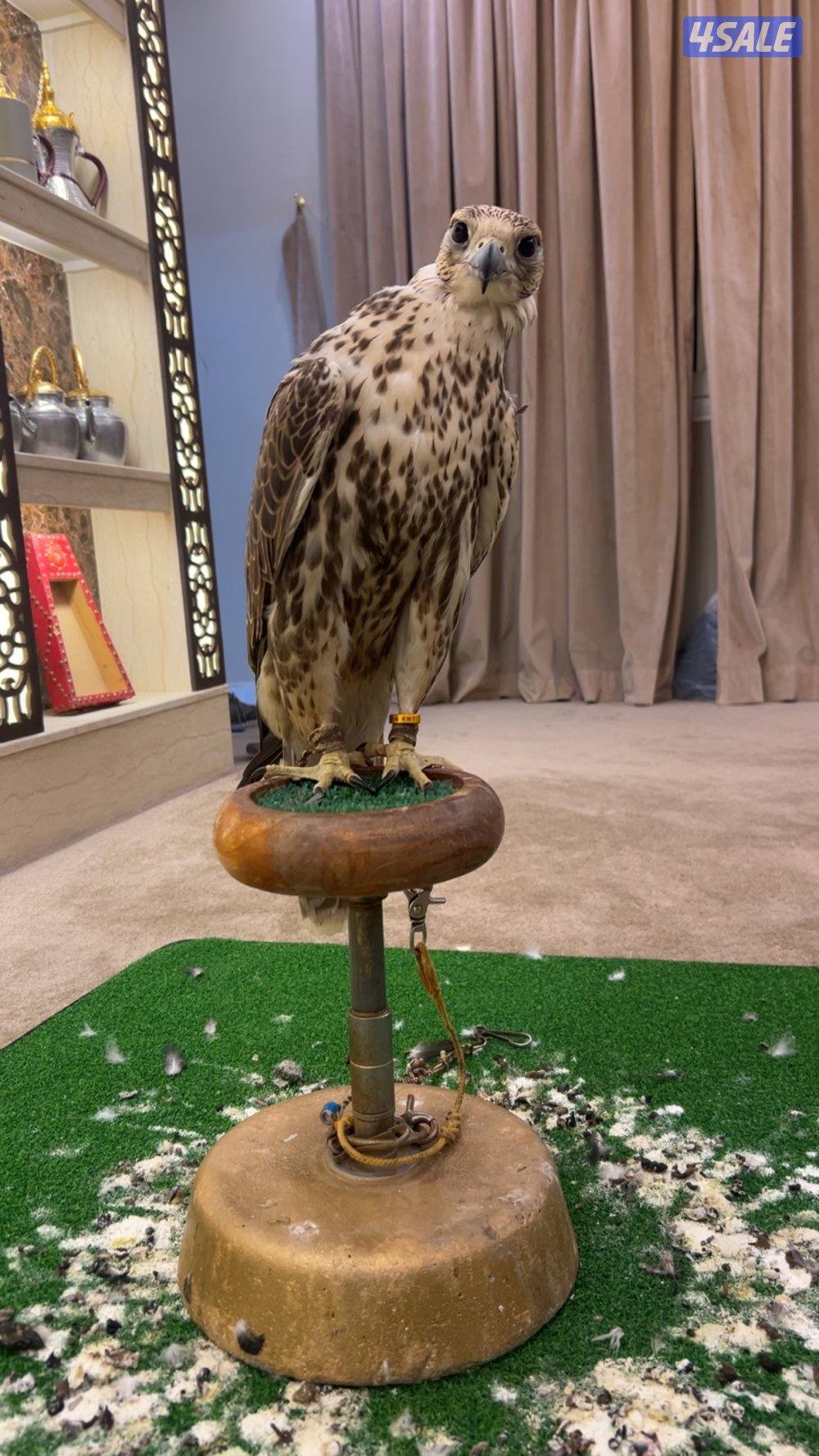 طير حر من حر شامي مقاس ١٦ ب١٦  طير طيبه ومافيه صيحه خفيفه على العلف2