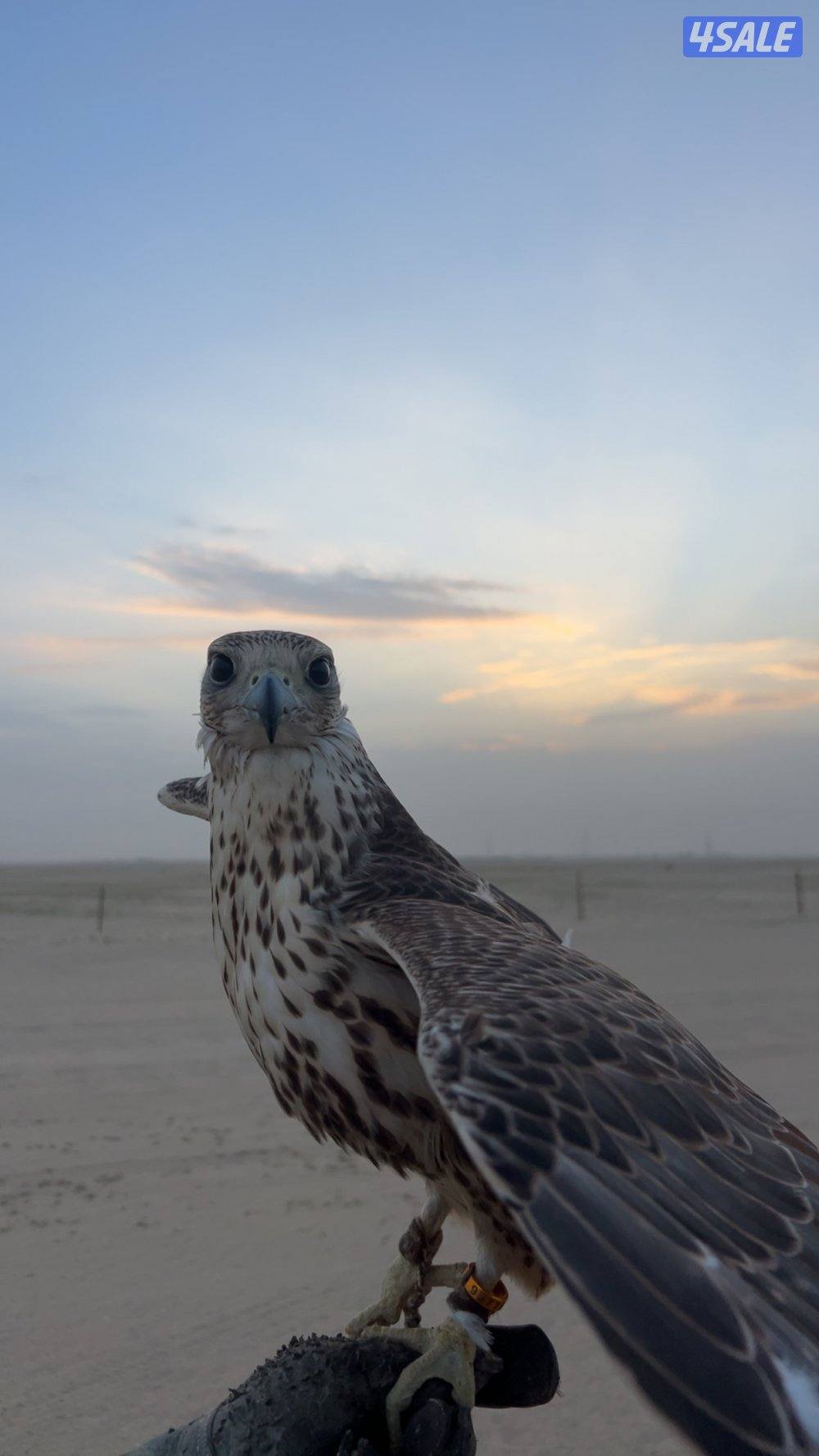 طير حر من حر شامي مقاس ١٦ ب١٦  طير طيبه ومافيه صيحه خفيفه على العلف3