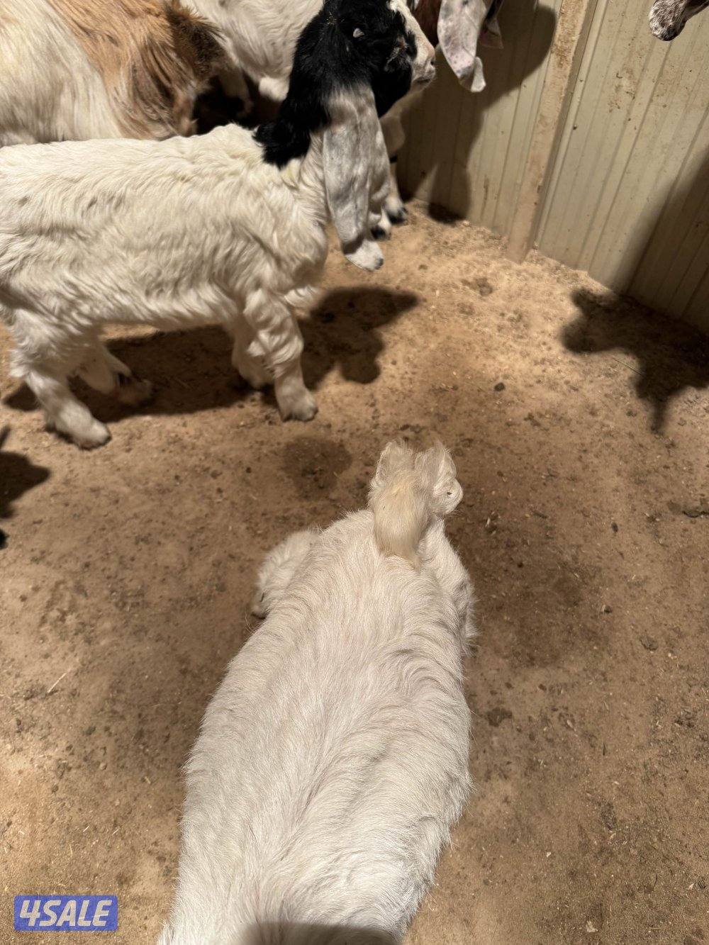 للبيع  تيوس عوارض ملاوين العمر شهرين ونص ثلاث ثلاث ونص وسمنتهم طيبه0