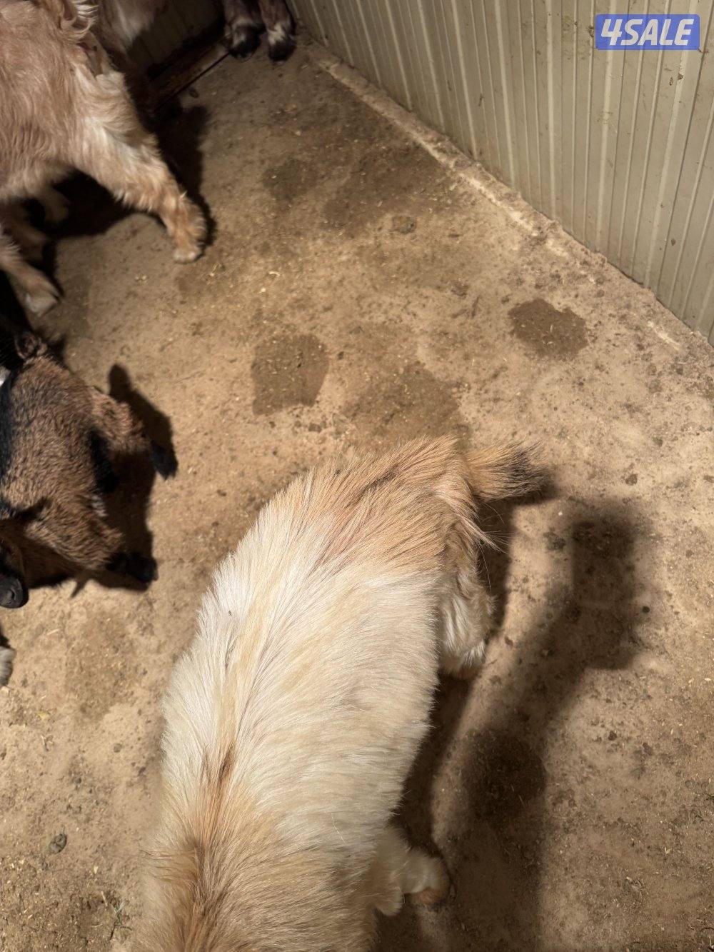 للبيع  تيوس عوارض ملاوين العمر شهرين ونص ثلاث ثلاث ونص وسمنتهم طيبه1