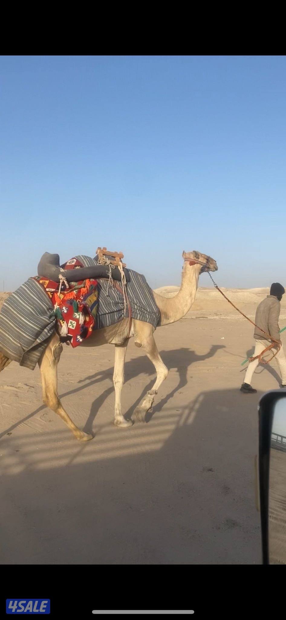 للبيع رحول عمانيه خلفه تحتها بكره0