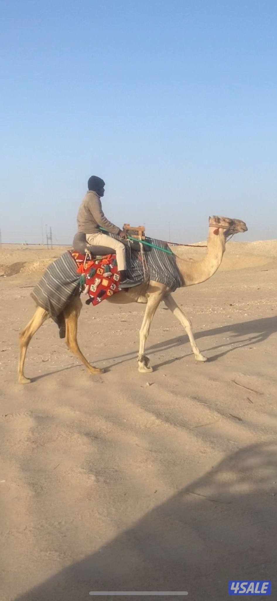 للبيع رحول عمانيه خلفه تحتها بكره1