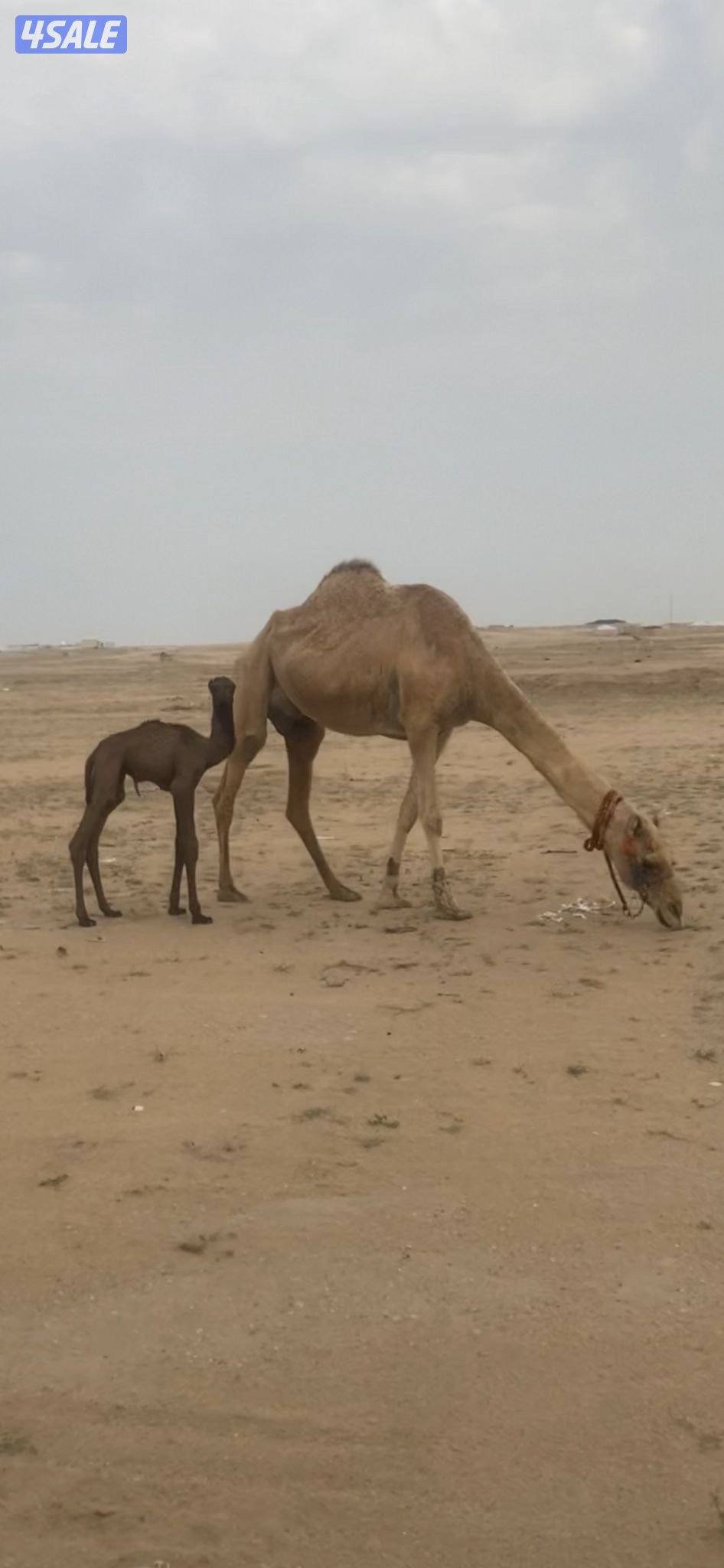 للبيع رحول عمانيه خلفه تحتها بكره2