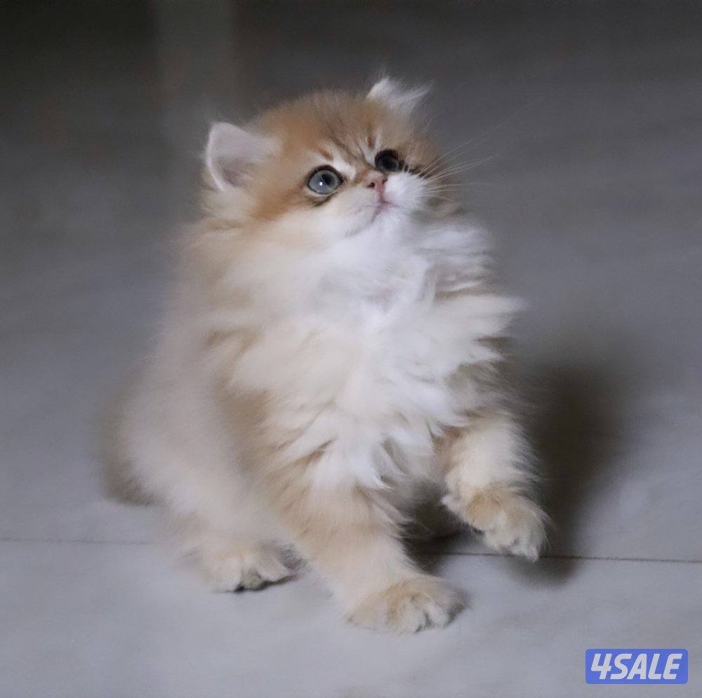 Ny12 LongHair&ShortHair0