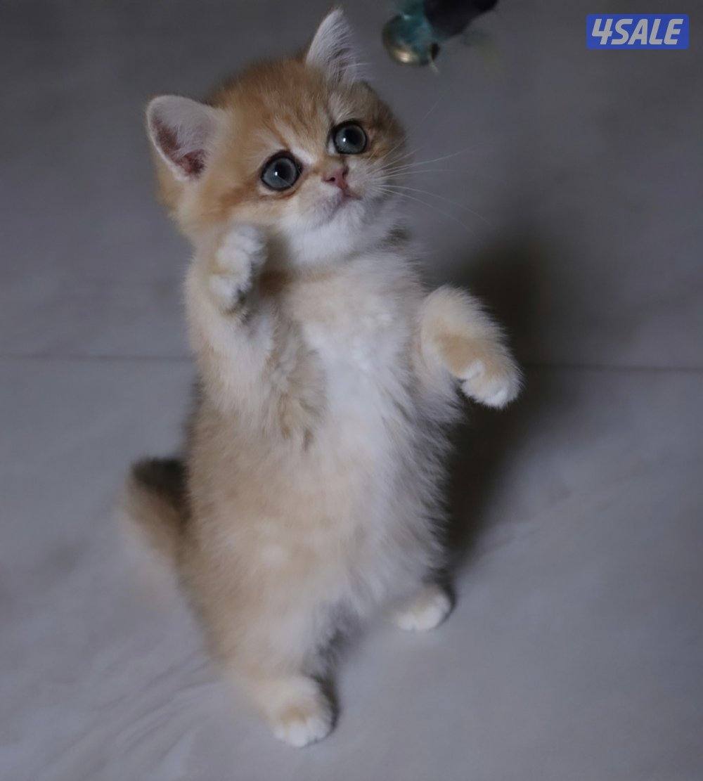 Ny12 LongHair&ShortHair1