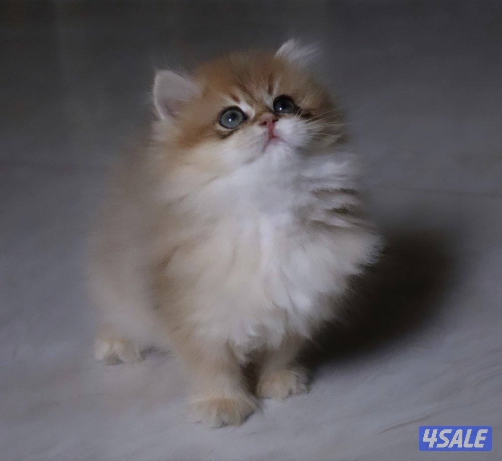 Ny12 LongHair&ShortHair2