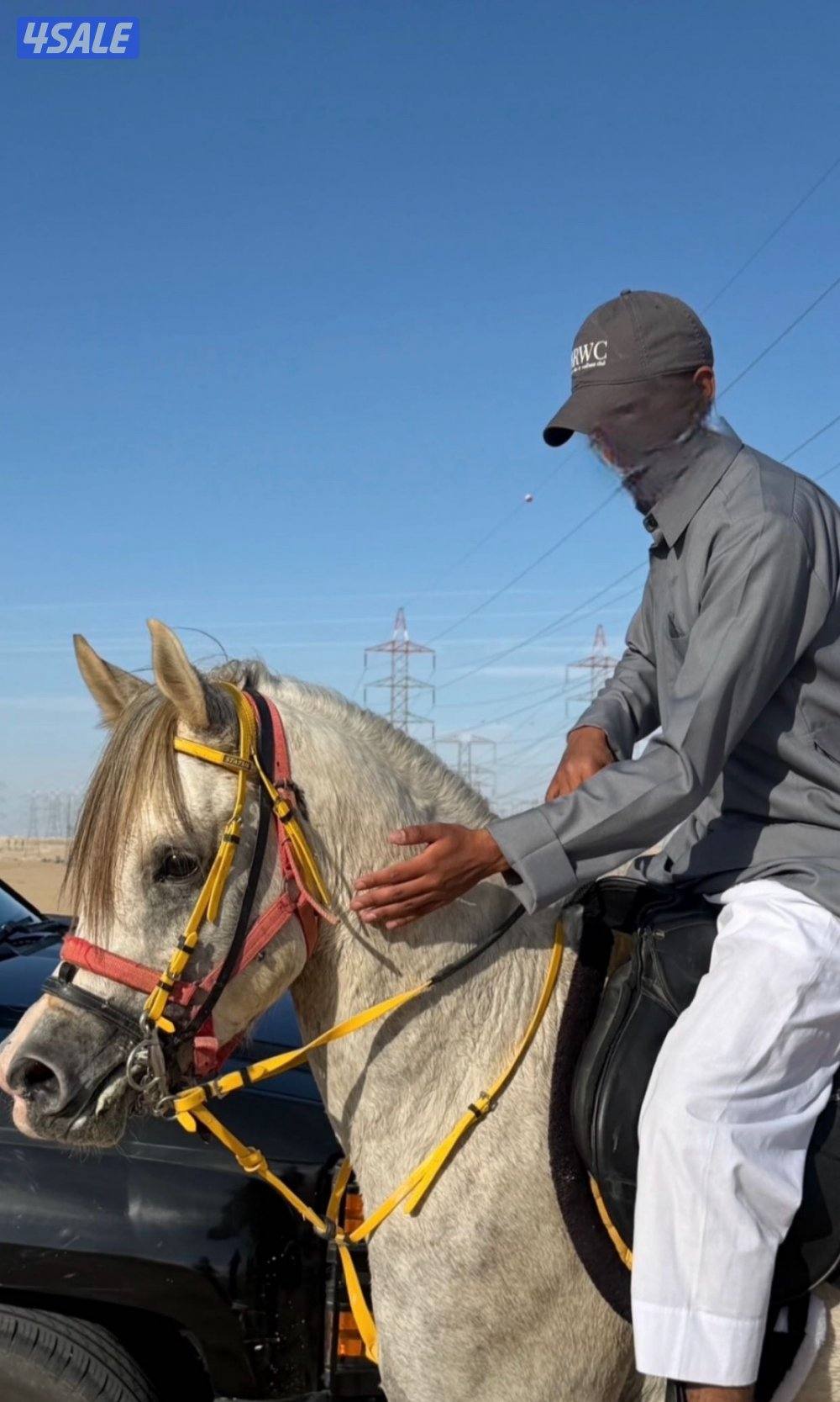 للبيع فحل مكس فاخر0