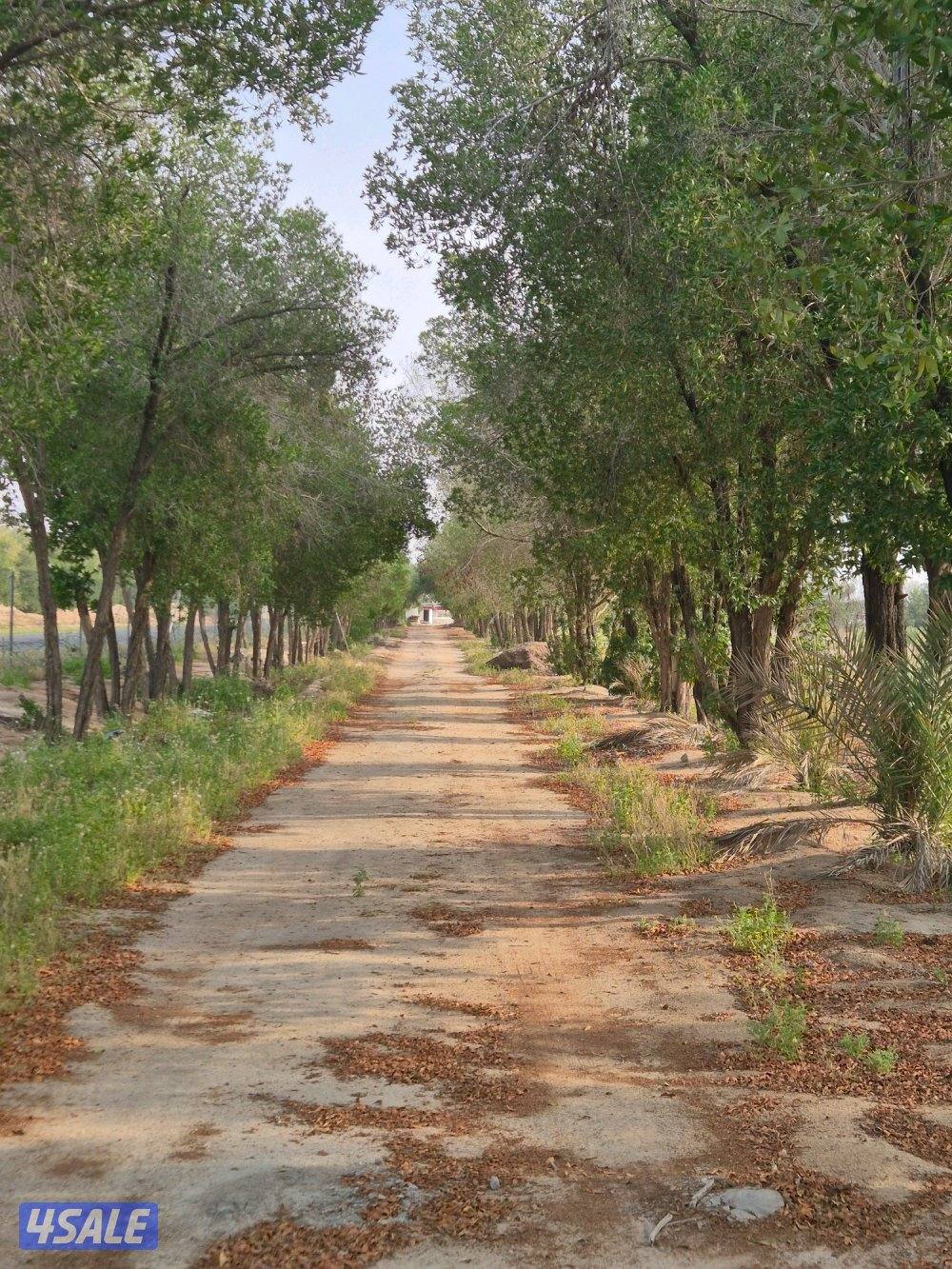 مساحتها ٥٠ الف متر كلها لك. متوفره بالعيد. غير مقسمة و شرحة. خصوصية.0