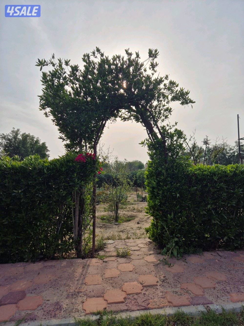 مساحتها ٥٠ الف متر كلها لك. متوفره بالعيد. غير مقسمة و شرحة. خصوصية.2