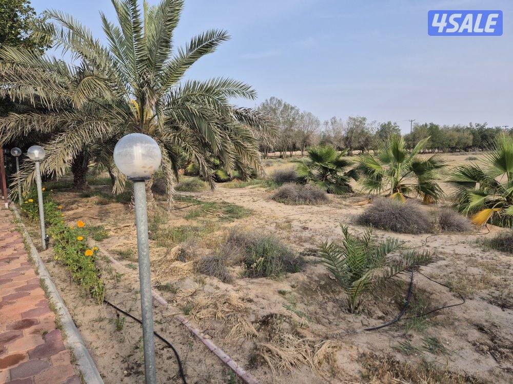 مساحتها ٥٠ الف متر كلها لك. متوفره بالعيد. غير مقسمة و شرحة. خصوصية.5
