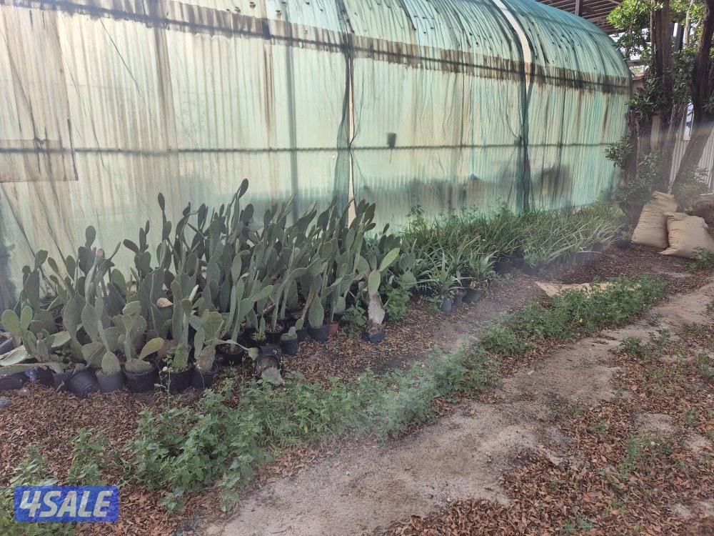 مساحتها ٥٠ الف متر كلها لك. متوفره بالعيد. غير مقسمة و شرحة. خصوصية.7