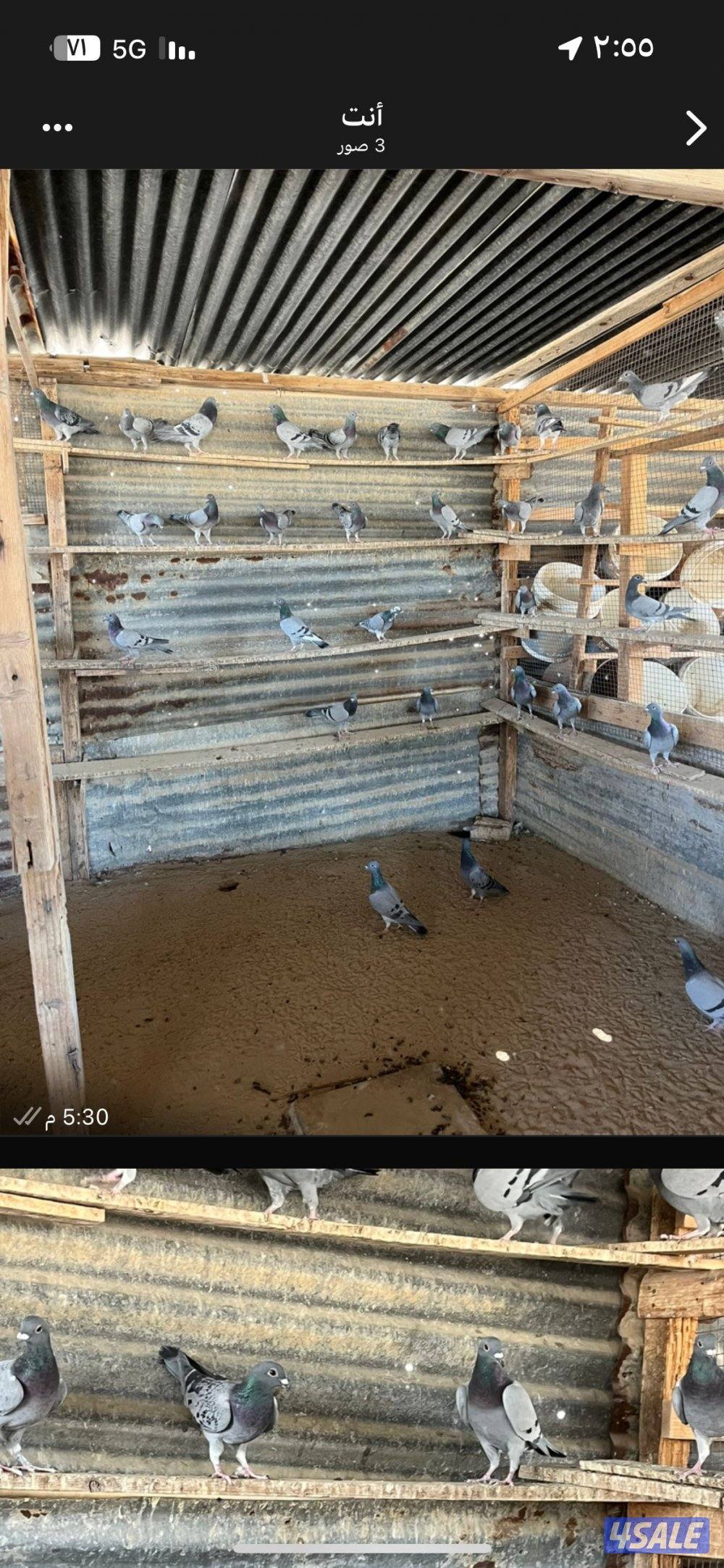 للبيع زاجل سيباق فيهم كبار وصغار محجلين العدد تقريباًً 60 محجلين0