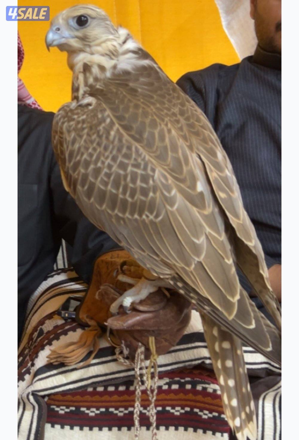 للبيع حر من حر0