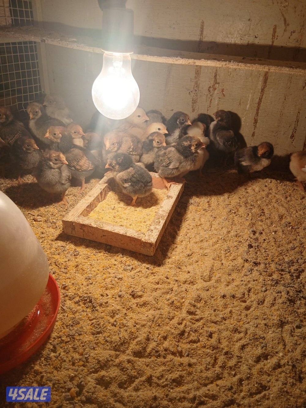 للبيع فروخ دجاج واين دوت وبيض زايددجاج لوهمان الالماني2