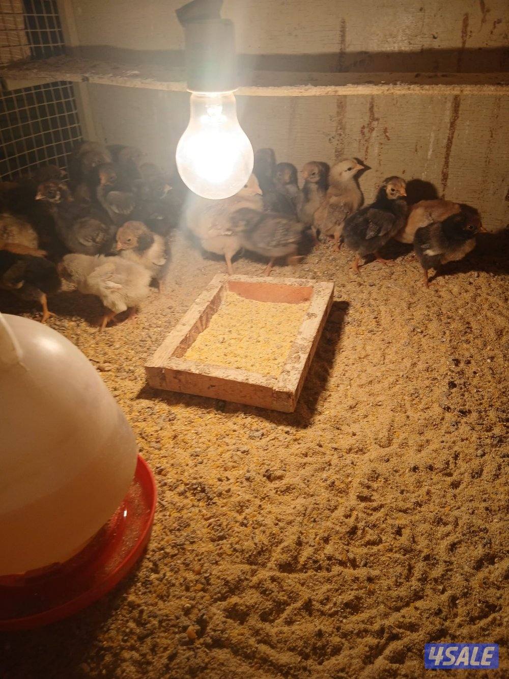 للبيع فروخ دجاج واين دوت وبيض زايددجاج لوهمان الالماني3