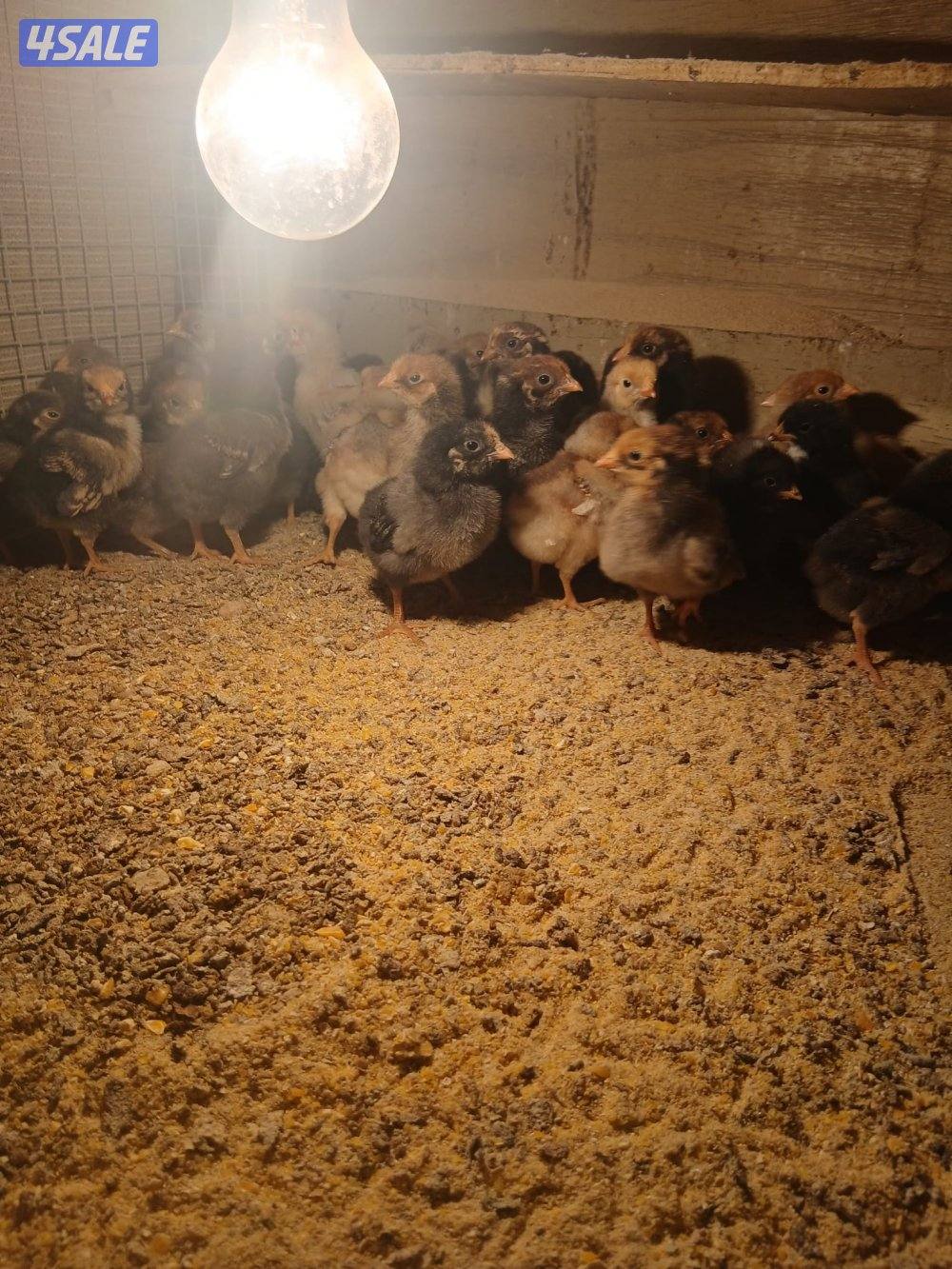 للبيع فروخ دجاج واين دوت وبيض زايددجاج لوهمان الالماني4