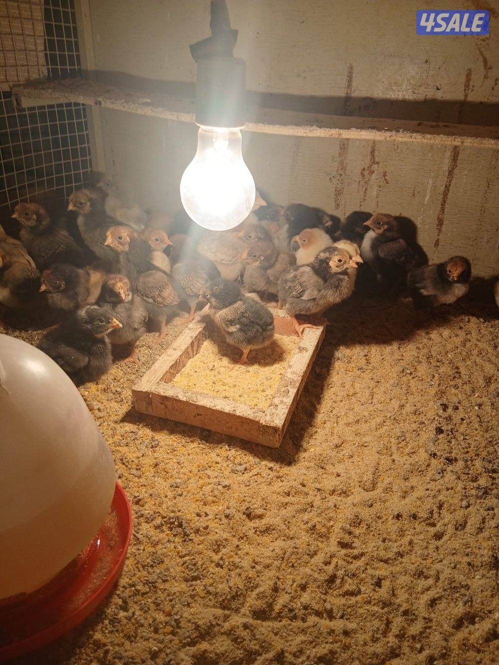 للبيع فروخ دجاج واين دوت وبيض زايددجاج لوهمان الالماني5