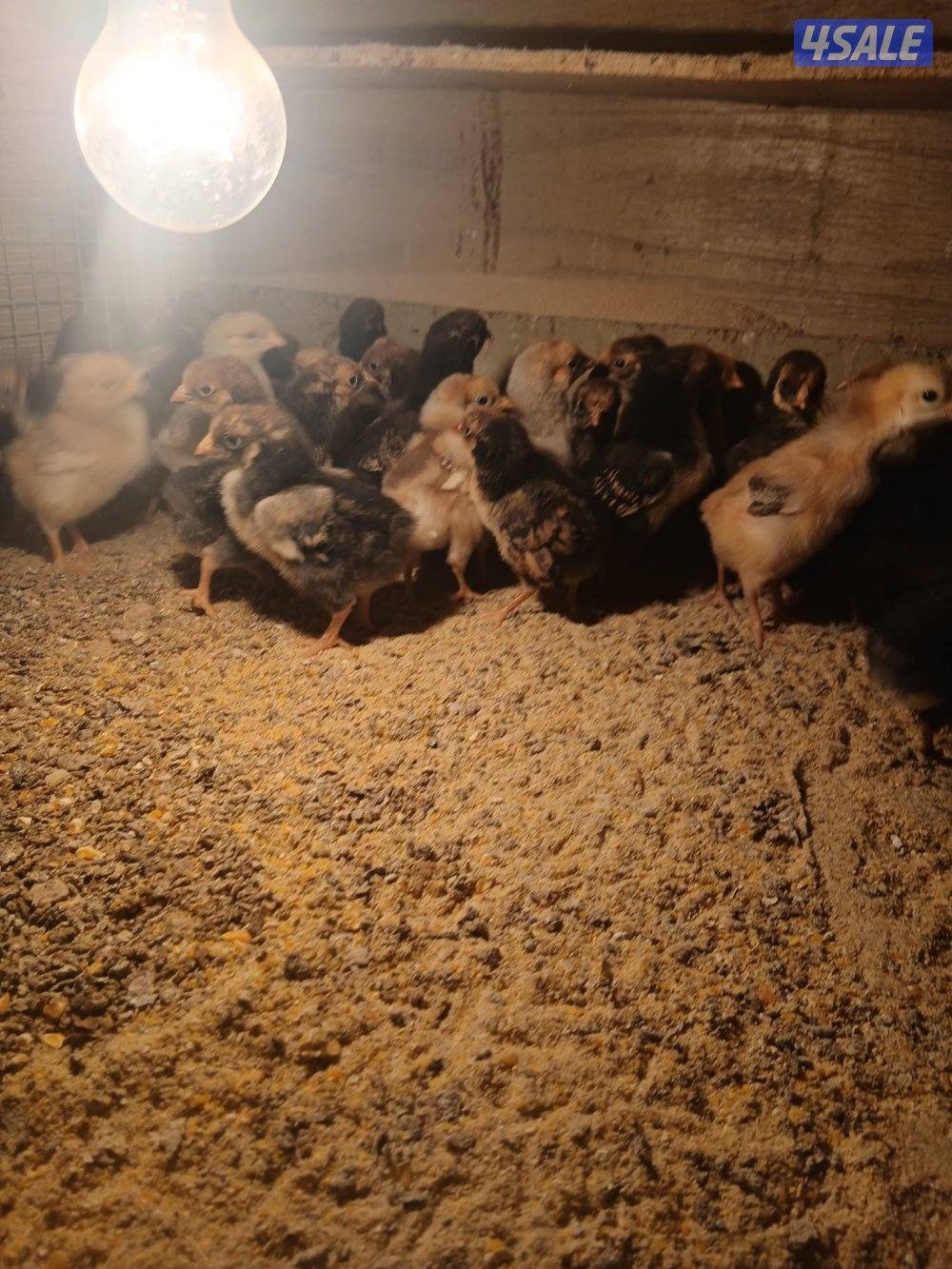 للبيع فروخ دجاج واين دوت وبيض زايددجاج لوهمان الالماني6