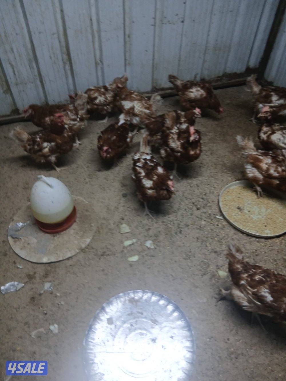 للبيع فروخ دجاج واين دوت وبيض زايددجاج لوهمان الالماني8