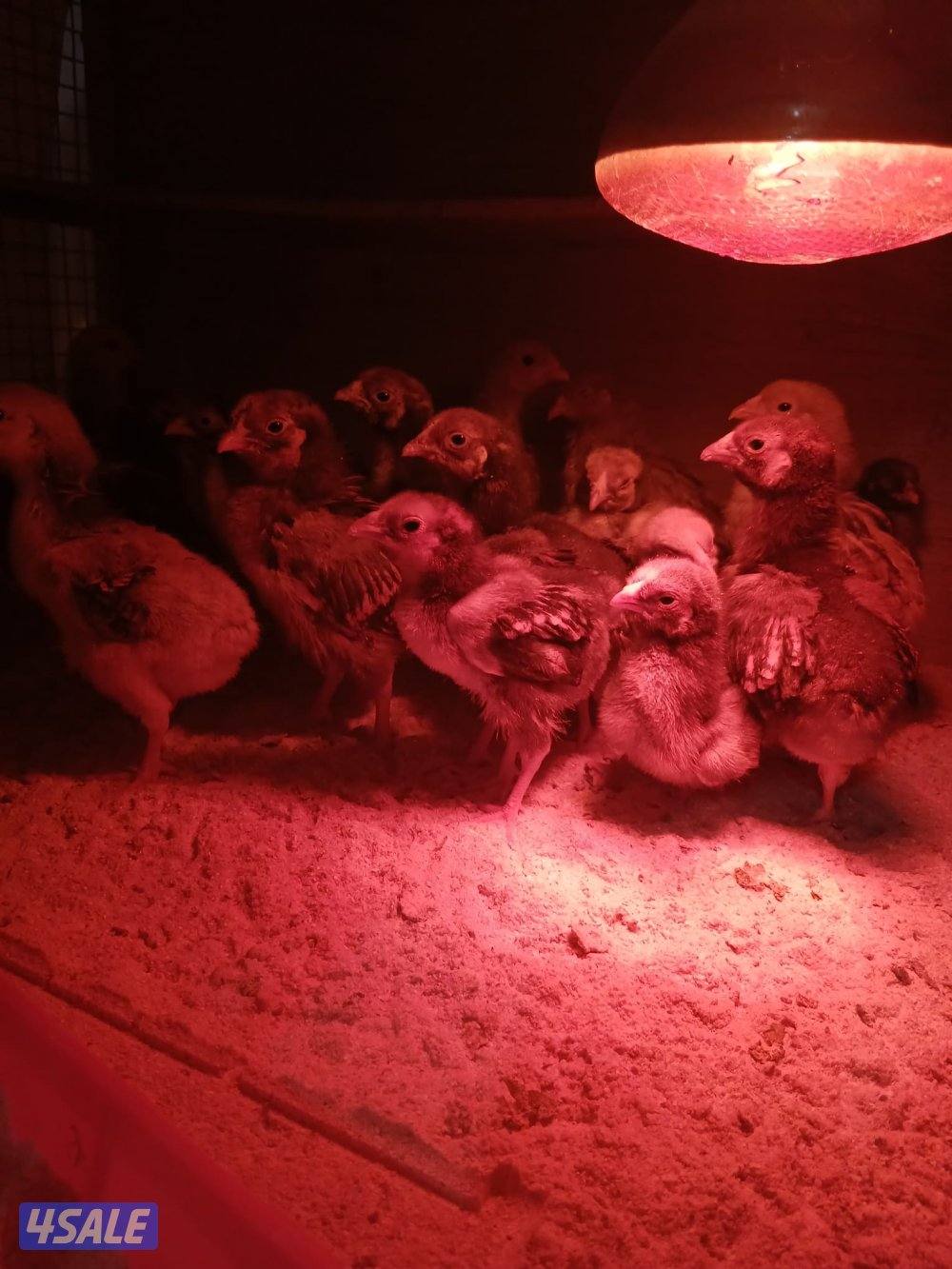 للبيع فروخ دجاج واين دوت وبيض زايددجاج لوهمان الالماني7