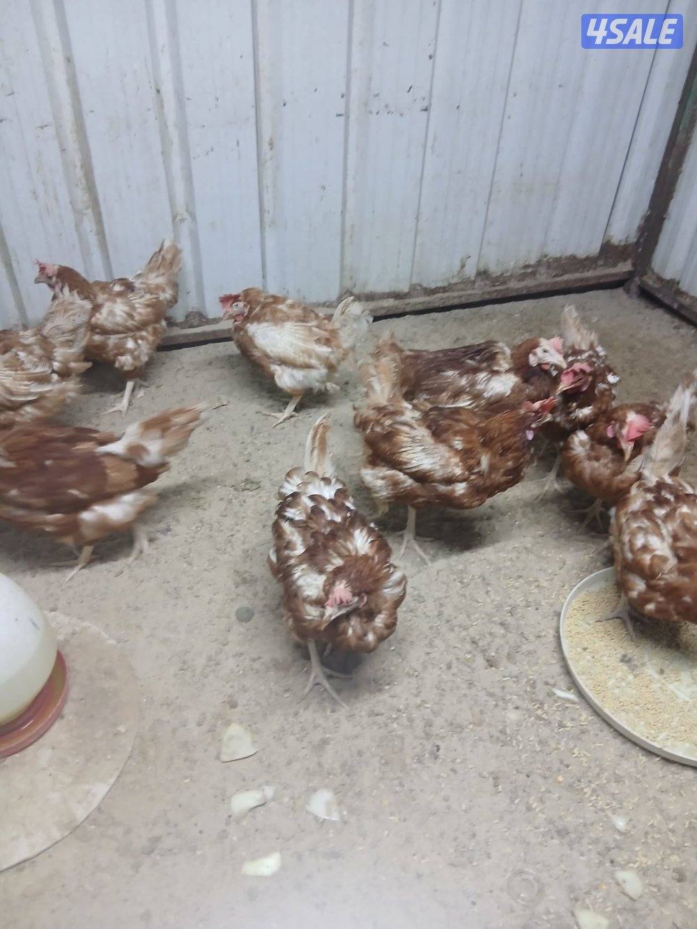 للبيع فروخ دجاج واين دوت وبيض زايددجاج لوهمان الالماني9