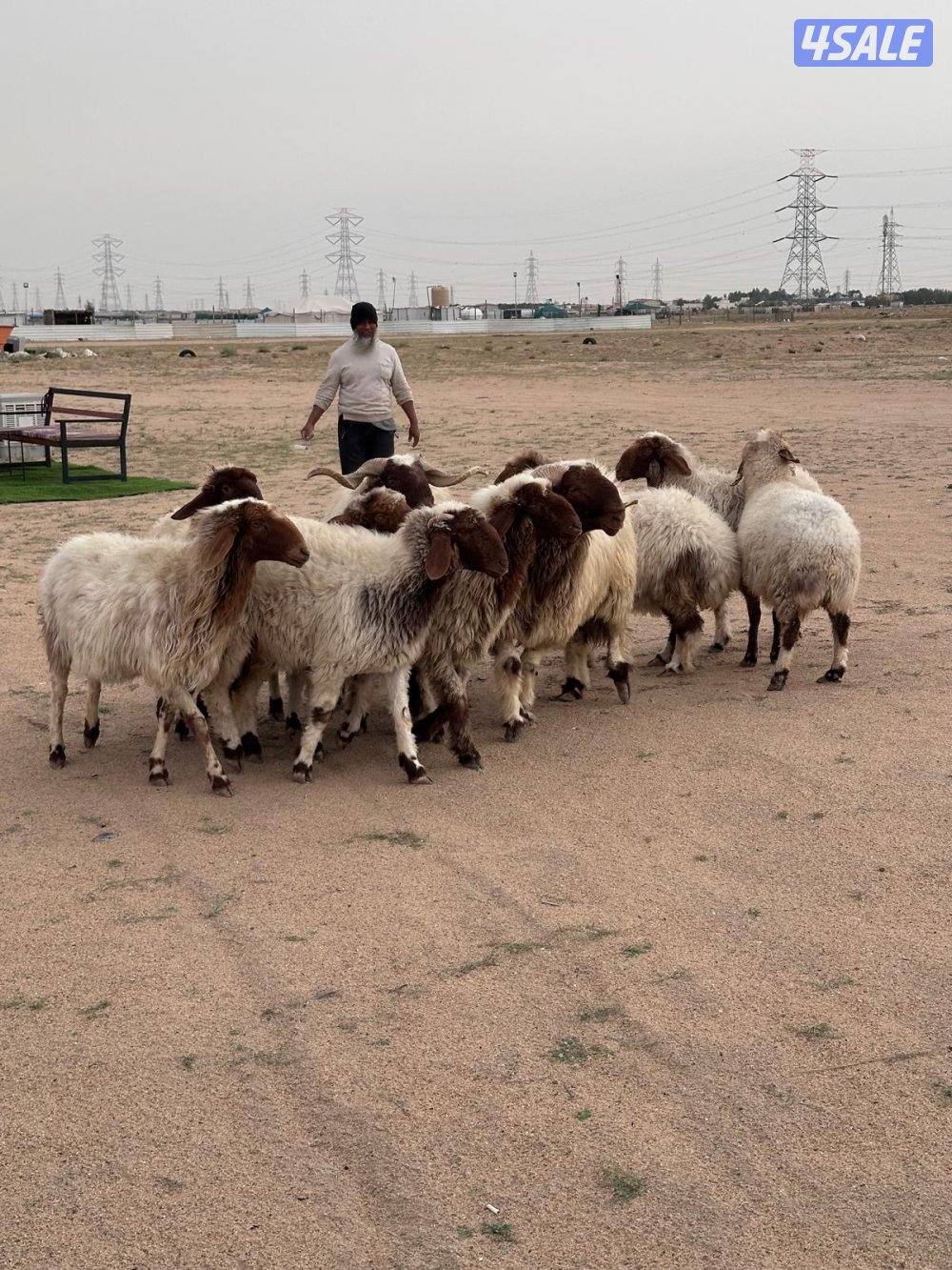للبيع غنم وفحل شرط القريع0