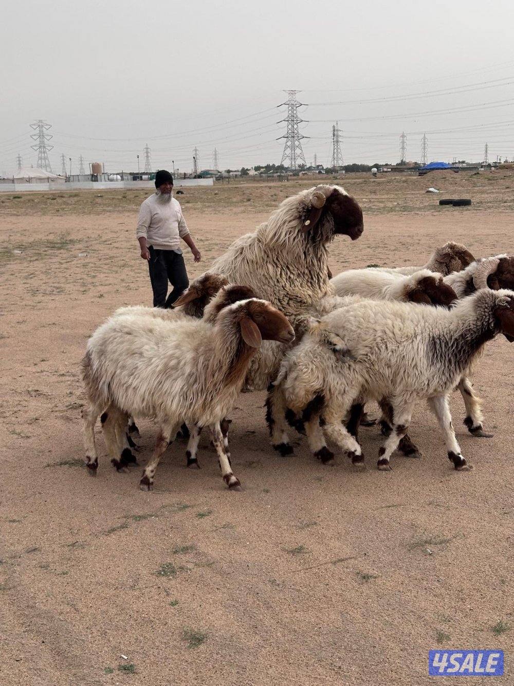 للبيع غنم وفحل شرط القريع1