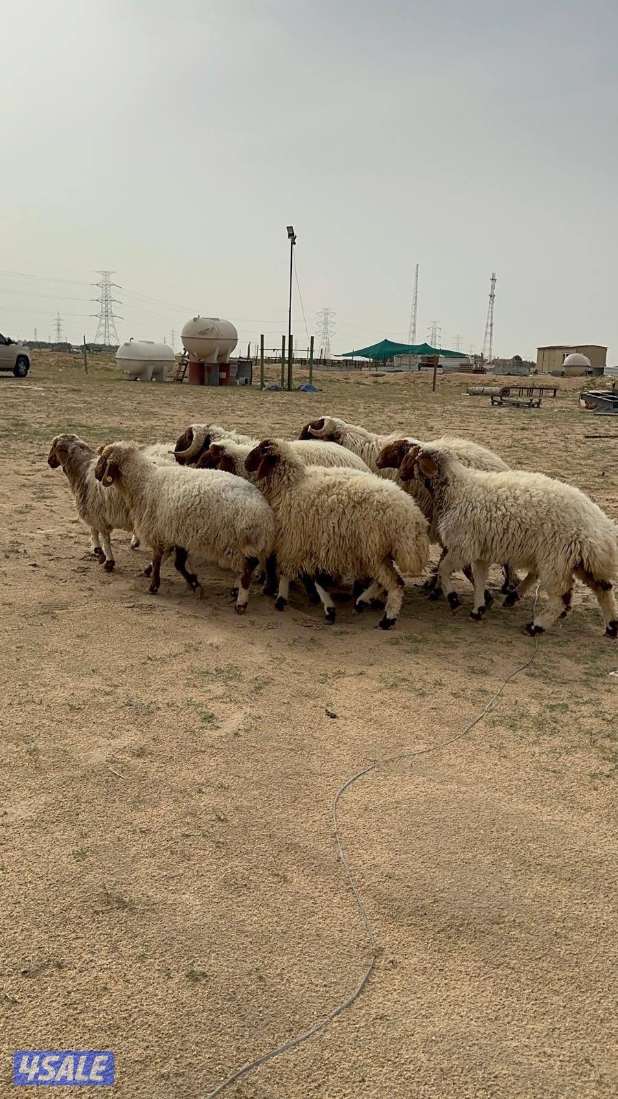 للبيع غنم وفحل شرط القريع2