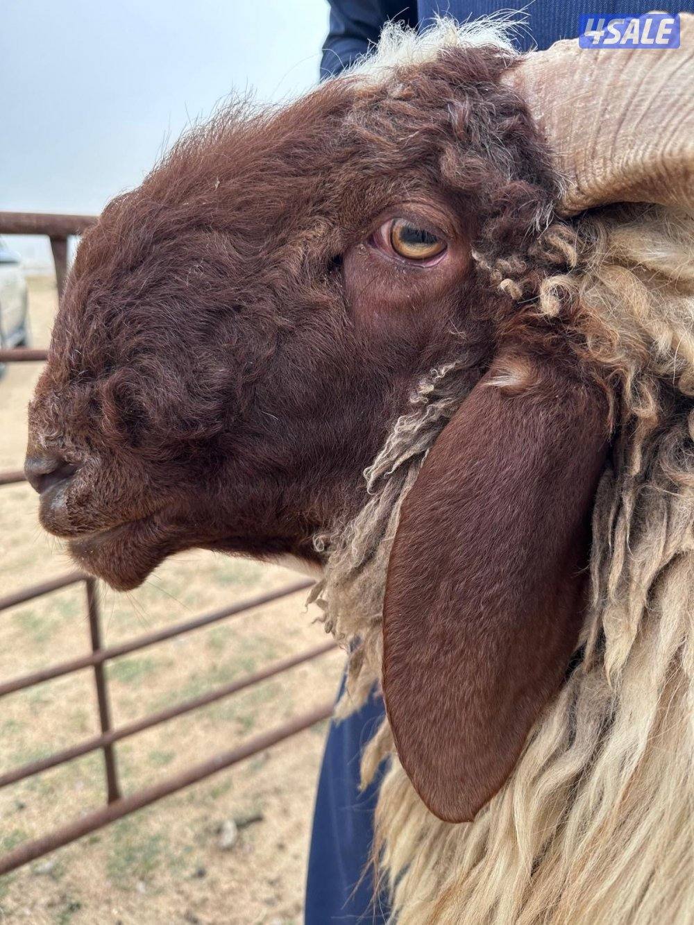 للبيع غنم وفحل شرط القريع3