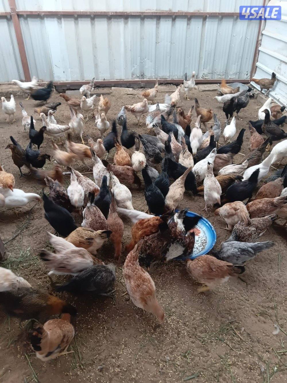 للبيع دجاج العبدلي0