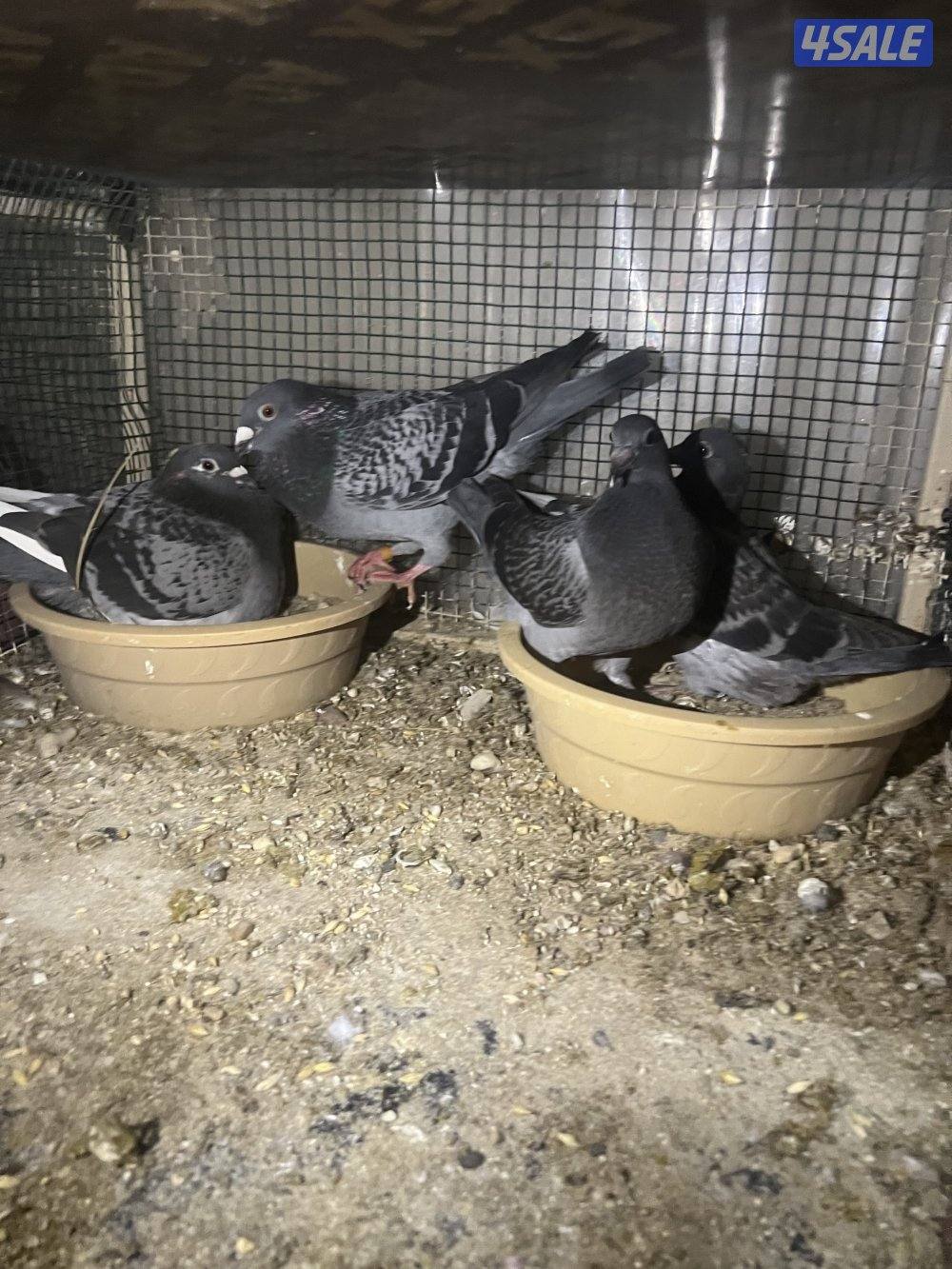 للبيع حمام زاجل ازواج شبب مع الانتاج بيض وفروخ0
