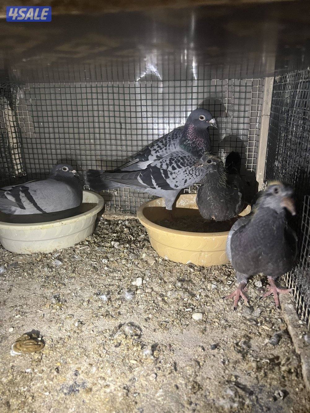 للبيع حمام زاجل ازواج شبب مع الانتاج بيض وفروخ1