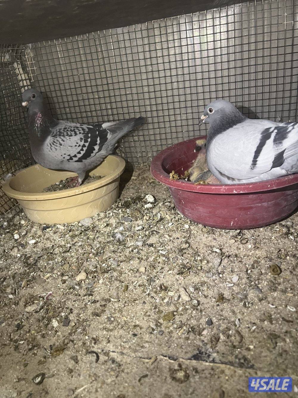 للبيع حمام زاجل ازواج شبب مع الانتاج بيض وفروخ2